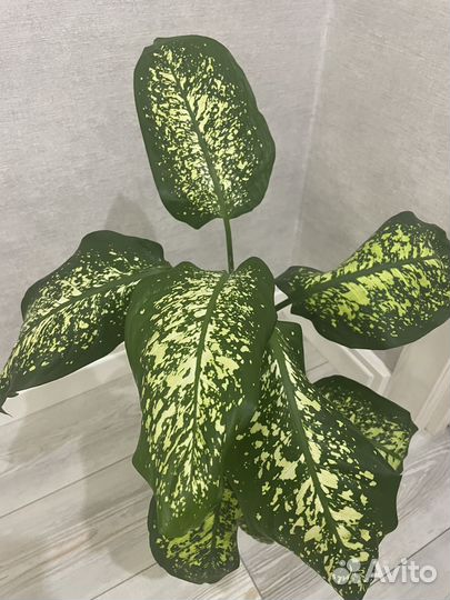 Диффенбахия