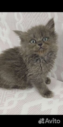 Британские и обычные котята,бесплатно