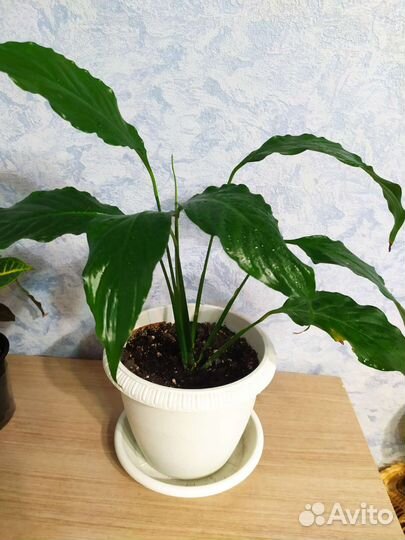 Спатифиллум