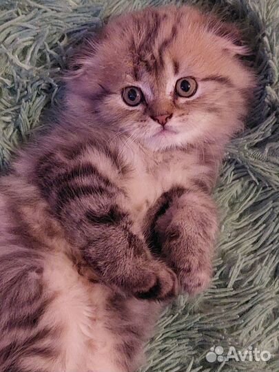 Шотландский котёнок