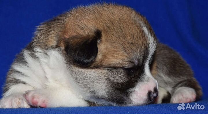 Вельш корги пемброк щенки
