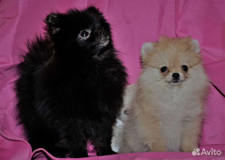 Щенки шпица