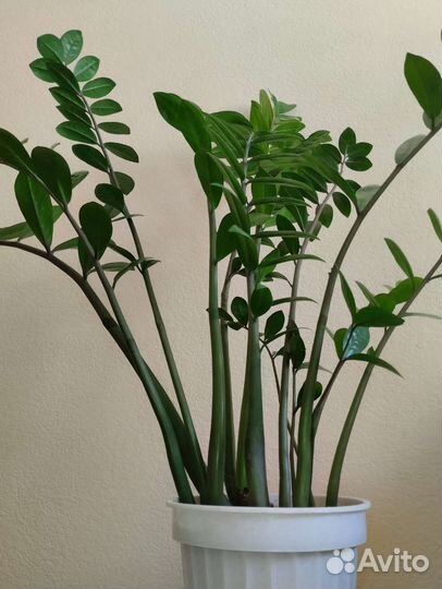 Замиокулькас