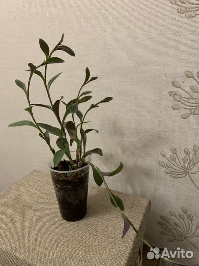 Традесканция фиолетовая