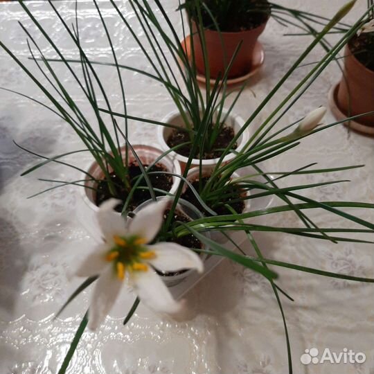 Выскочка белая