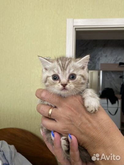 Британские котята