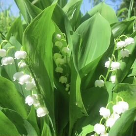 Ландыш майский (Convallaria majalis) вариегатный руб, купить, фото, описание