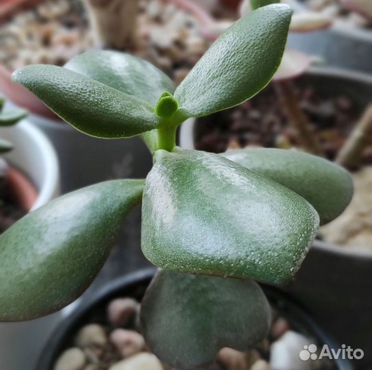 Крассулы на срез