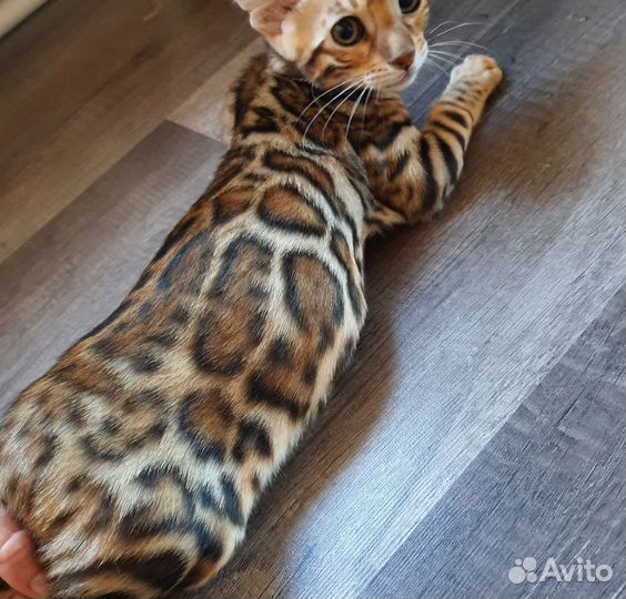 Чистокровный бенгал