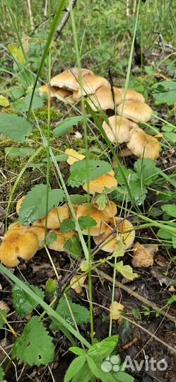 Грибы опята