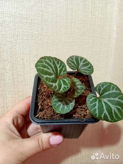 Фиалка корейская