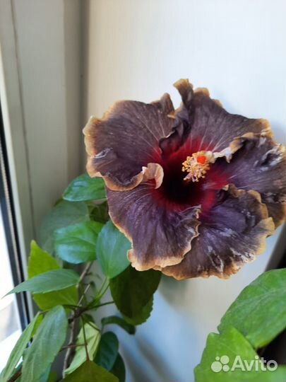 Сортовые гибискусы