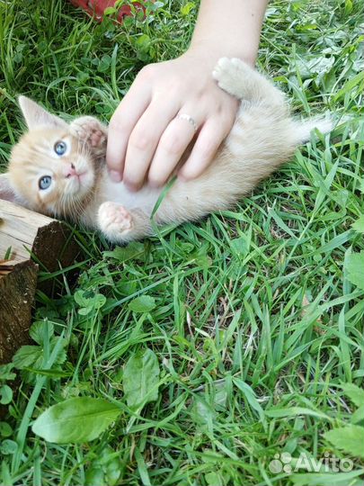 Отдаём котят