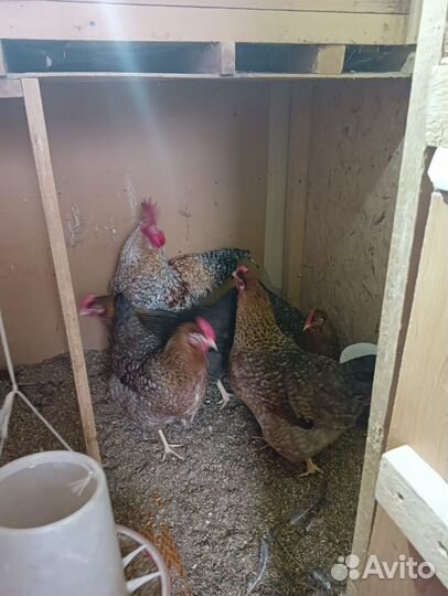 Билефельдер окрас-Криль