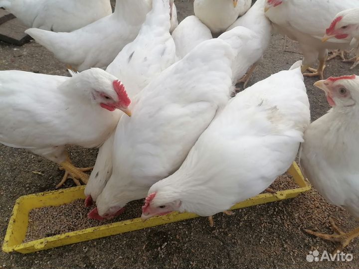 Молодые петушки