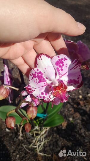 Орхидея фаленопсис бабочка magic art