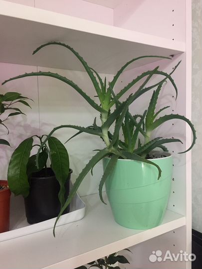 Алоэ вера, лечебное растение