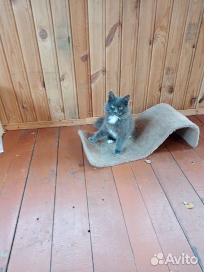 Котенок девочка в добрые руки