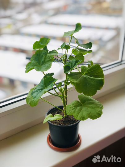 Пеларгония Рамблер (розебудная)