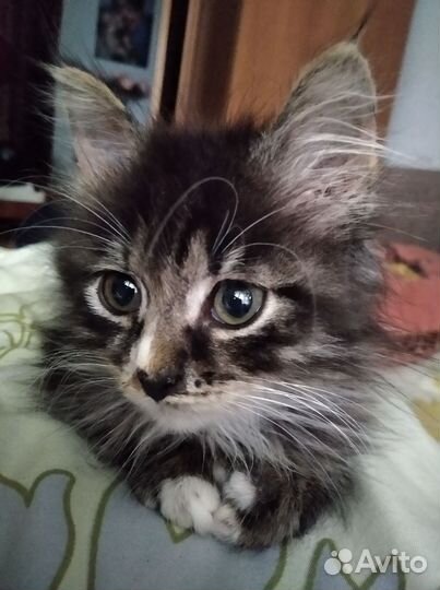 Котик Пушок 10 мес
