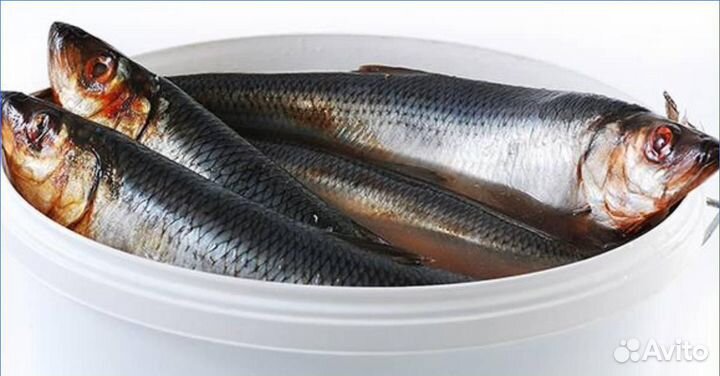 Сельдь Смоленская