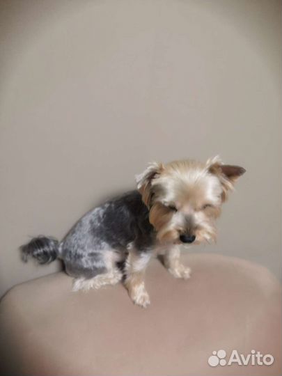 Йоркширский терьер Вязка