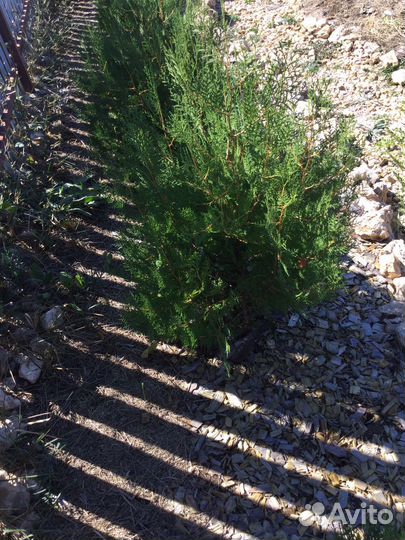 Семена туи брабант