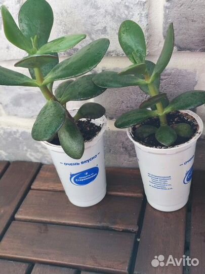 Денежное дерево (толстянка крассула)