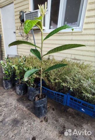 Мушмула японская - 20