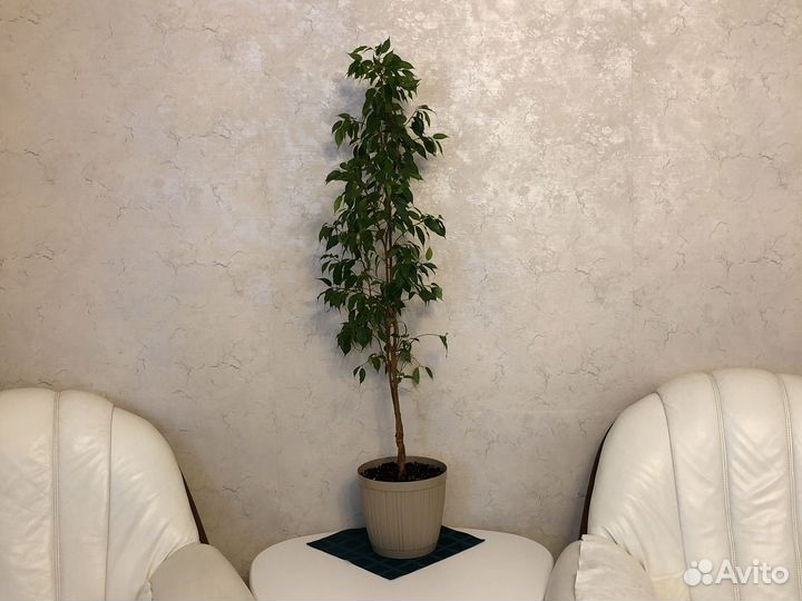 Фикус бенджамина