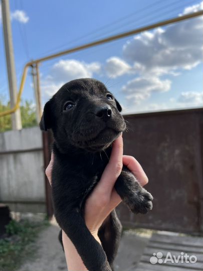 Щенки лабрадора