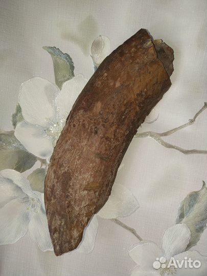 Бивень мамонта