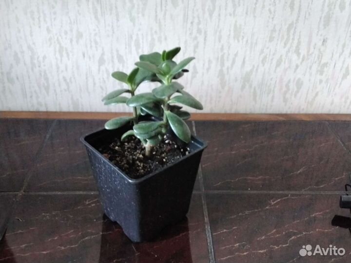 Денежное дерево,толстянка,крассула