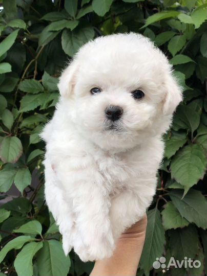 Щеночки Бишон фризе