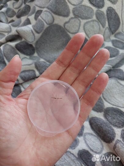 Аннамские палочники (Medauroidea extradentata)