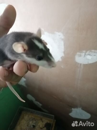 Декоративная крыса