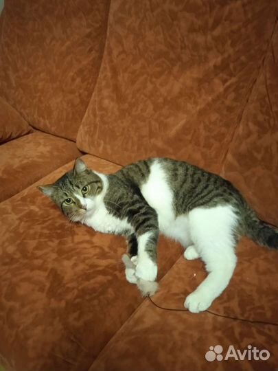 Котик в дар бесплатно