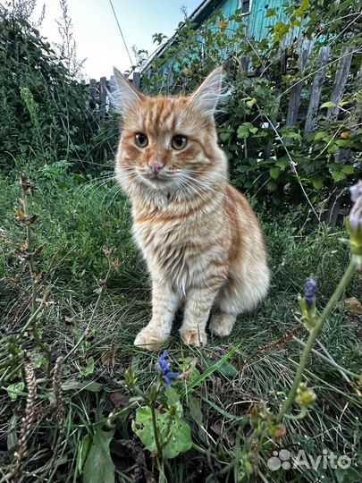 Кот Солнышко