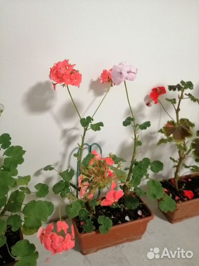 Пеларгония (герань) зональная лотом 11 шт