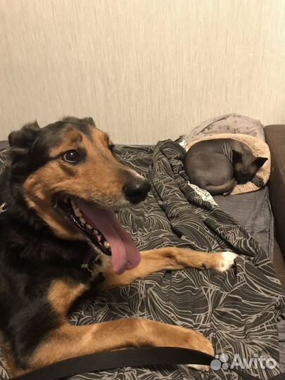 Собака - красавец Рекс, в добрые руки