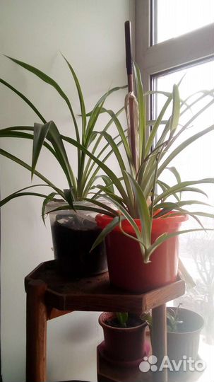 Гиппиаструм