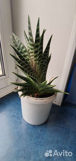 Алоэ пёстрое