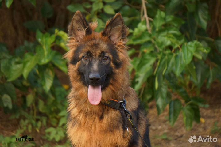 Сука- подросток немецкой овчарки д/ш