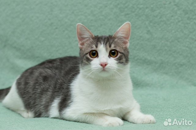 Котик, мальчик в добрые руки