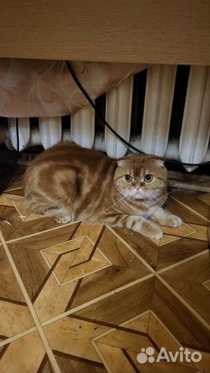 Шотландская вислоухая кошка