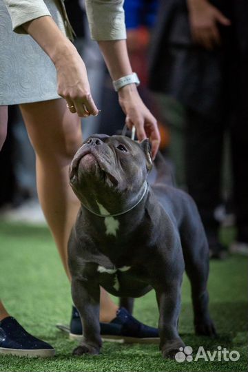 Американский булли вязка