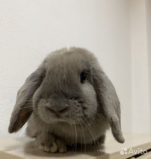 Аренда кролика