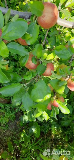 Продаю яблоки