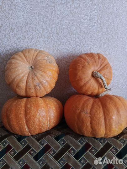 Тыква домашняя