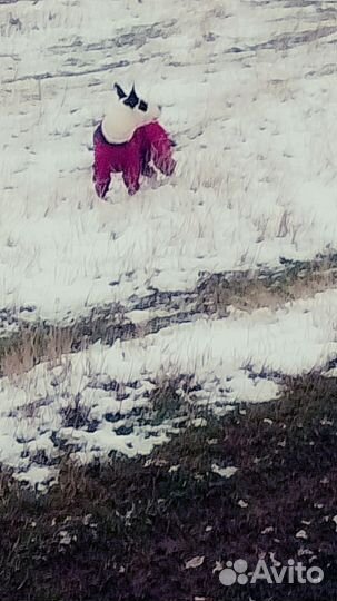 Вязка собак Пидбуля